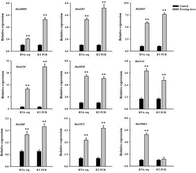 DNA methylation affects freezing tolerance in winter rapeseed by mediating the expression of genes related to JA and CK pathways